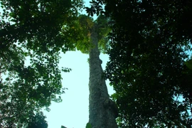 Những cây nghiến cổ thụ tại rừng đặc dụng Phong cần được bảo vệ nghiên ngặt. (Ảnh: H.V/Vietnam)