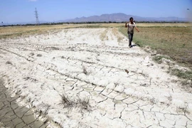 Ninh Thuận nỗ lực ứng phó với hạn hán. (Nguồn: TTXVN)