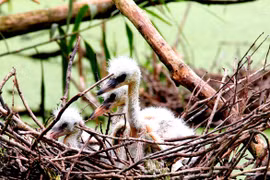 Tổ cò trắng ở Vườn Quốc gia U Minh Thượng. (Ảnh: WWF-Việt Nam cung cấp)