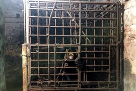 Cá thể gấu chó bị nuôi nhốt trong lồng sắt trước khi được cứu hộ. (Nguồn: TCĐVCA)