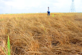 Nhiều cánh đồng lúa ở Đồng bằng sông Cửu Long bị chết do khô mặn lịch sử. (Ảnh: Hùng Võ/Vietnam+)