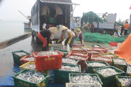 Đời sống người dân Quảng Trị lao đao vì cá chết trắng bờ biển. (Nguồn ảnh: TTXVN)