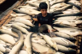 Cá chết hàng loạt tại một hộ nuôi cá lồng trên sông Bưởi. (Ảnh: Trịnh Duy Hưng/TTXVN)