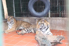 Hổ được chăm sóc trong một khu trung tâm cứu hộ. (Ảnh: Hùng Võ/Vietnam+)