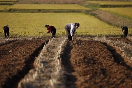 Lần đầu trong 20 năm, Triều Tiên đã có thể tự nuôi mình