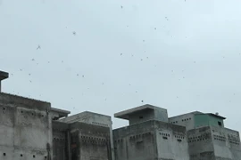 Khánh Hòa quy hoạch nghề nuôi chim yến trong nhà