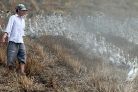 Sóc Trăng phát hiện hai ổ dịch cúm gia cầm đầu tiên