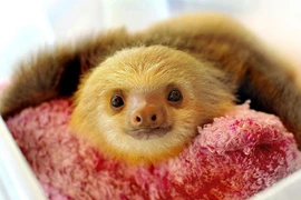 Ngỡ ngàng trước vẻ đáng yêu của những chú lười tinh nghịch