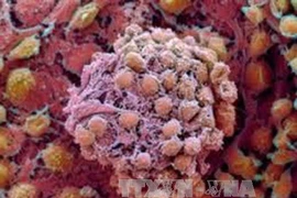 Ảnh minh họa. (Nguồn: TTXVN)