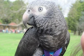 Chú vẹt tấn công kẻ cướp, giải cứu người chủ thành công