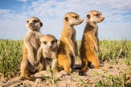 Người yêu động vật "phát sốt" với những hình ảnh về Meerkat