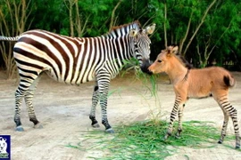 Sửng sốt với "sinh vật lạ" được lai từ ngựa vằn và lừa