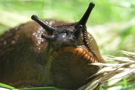 Anh báo động nạn ốc sên ngoại lai khổng lồ tàn phá vườn tược