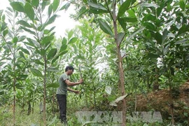 Ảnh minh họa. (Nguồn: TTXVN)