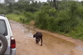 Trâu mẹ quyết chiến với sư tử để giải cứu con trong gang tấc