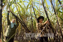 Ảnh minh họa. (Nguồn: Trần Việt/TTXVN)