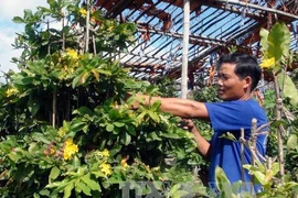 Ảnh minh họa. (Nguồn: TTXVN)