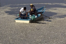 48 tấn cá chết phủ kín mặt hồ làm dân chúng hãi hùng