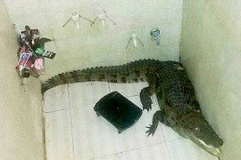 Chủ nhà bị sốc khi phát hiện ra con cá sấu trong buồng tắm