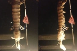 Một ngư dân bất ngờ câu được con tôm tích khổng lồ dài gần 50cm