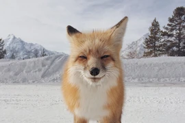 [Photo] Mãn nhãn với các bức ảnh được chụp bằng iPhone