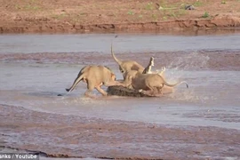 Cận cảnh màn săn "sát thủ đầm lầy" kịch tính của ba con sư tử