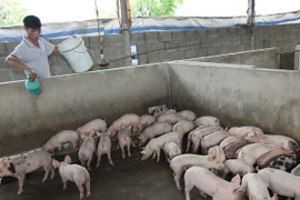 Đệm lót sinh học được coi là giải pháp tối ưu cho ngành chăn nuôi