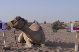 Lạc đà “tiên tri” Shaheen đem tin dữ tới cho đội tuyển Ecuador