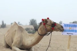 Lạc đà “tiên tri” tin Leo Messi và các đồng đội sẽ thăng hoa