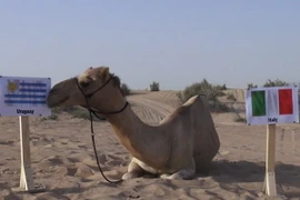 Lạc đà “tiên tri” đưa ra kết quả gây sốc cho đội tuyển Italy