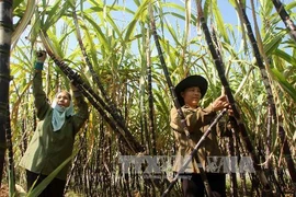 Ảnh minh họa. (Nguồn: Trần Việt/TTXVN)