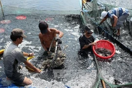 Ảnh minh họa. (Nguồn: TTXVN)