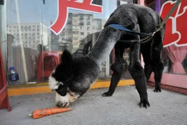 Chú lạc đà không bướu "lai" gấu trúc xuất hiện ở Trung Quốc