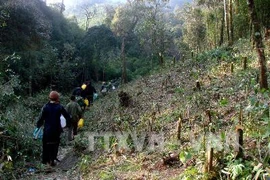 Ảnh minh họa. (Nguồn:Lục Văn Toán/TTXVN)