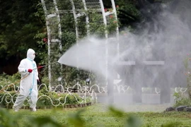 Nhật Bản: Số bệnh nhân sốt xuất huyết tăng lên tới 115 người