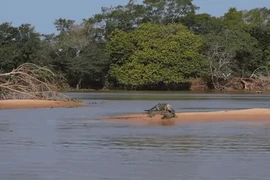 Cận cảnh báo đốm lao vào kết liễu cá sấu nhanh như chớp