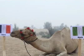 Lạc đà “tiên tri” Shaheen đem tin vui lớn tới cho đội tuyển Pháp