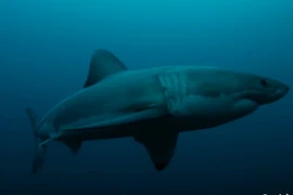 Con cá mập trắng dài gần 3m bị sinh vật bí ẩn ăn thịt dã man