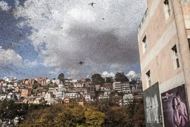 Hàng triệu con châu chấu bay giữa đường làm giao thông hỗn loạn