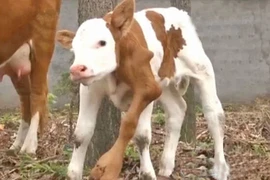 Nông dân sửng sốt khi thấy một con bê dị dạng có sáu chân 