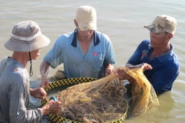 Cà Mau: Tôm sú tăng liên tục, tôm thẻ chân trắng rớt giá mạnh