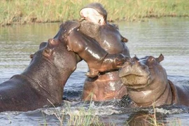 Hà mã mẹ quyết chiến với 2 kẻ thù lực lưỡng để cứu con