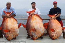 Ba người bạn cùng câu được ba con cá Mặt Trăng cực hiếm