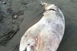 Phát hiện xác cá heo hai đầu kỳ lạ ở biển phía Tây Thổ Nhĩ Kỳ