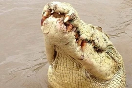 Người vợ bị sốc khi chứng kiến cá sấu bạch tạng cắn chết chồng