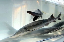 Loài cá "cổ đại" đứng trước nguy cơ bị tuyệt chủng ở Trung Quốc