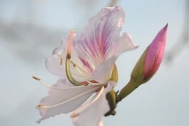 Vẻ đẹp tinh khiết của hoa Ban Tây Bắc. (Ảnh: Nguyễn Công Hải/TTXVN)