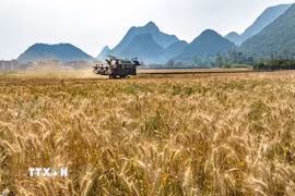 Ảnh minh họa. (Nguồn: TTXVN)