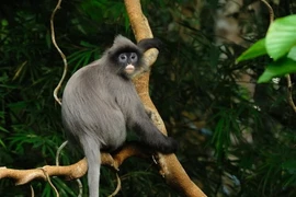 Voọc xám tại Vườn Quốc gia Pù Mát. (Ảnh: Khu Dự trữ Sinh quyển miền Tây Nghệ An) 