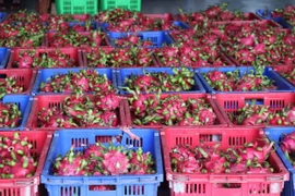 Thanh long Tiền Giang đã được cấp 125 mã vùng trồng cấp xuất sang thị trường nước ngoài. (Ảnh: Hữu Chí/TTXVN)